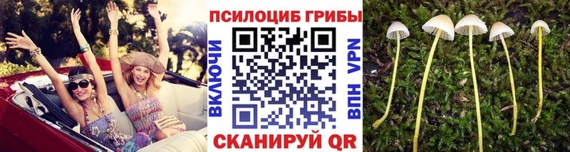 Галлюциногенные грибы Psilocybe  ОМГ ОМГ маркетплейс  Пыталово 